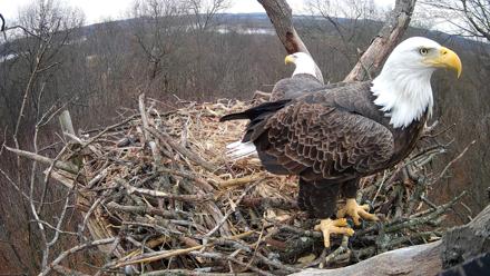 Hanover Eagles Live Cam - Dec 23, 2025, 12:35pm EST