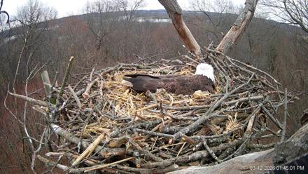 Hanover Eagles Live Cam - Mar 12, 2026, 1:45pm EDT