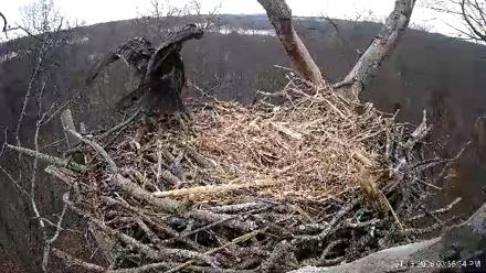 Hanover Eagles Live Cam - Jan 16, 2026, 3:55pm EST