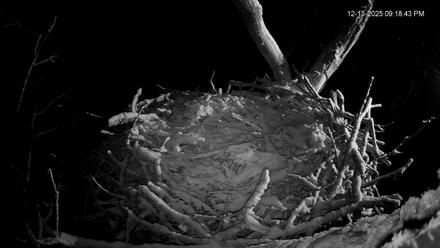 Hanover Eagles Live Cam - Dec 13, 2025, 9:19pm EST