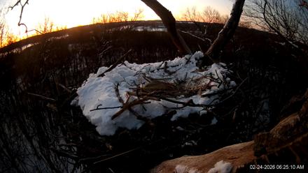 Hanover Eagles Live Cam - Feb 24, 2026, 6:25am EST