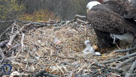 Hanover Eagles Live Cam - Apr 13, 2026, 10:55am EDT