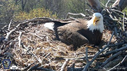 Hanover Eagles Live Cam - Apr 15, 2026, 9:56am EDT