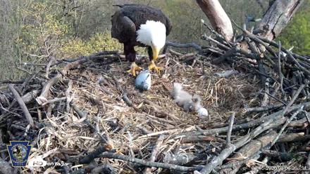 Hanover Eagles Live Cam - Apr 15, 2026, 5:06pm EDT