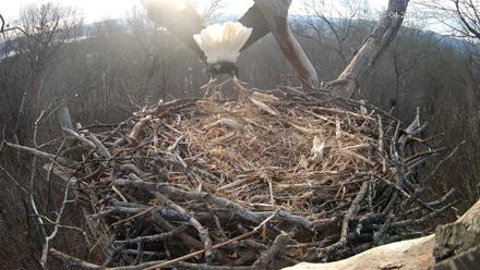 Hanover Eagles Live Cam - Jan 4, 2026, 8:32am EST