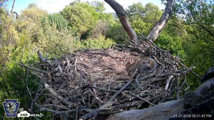 Hanover Eagles Live Cam - May 1, 2026, 5:31pm EDT