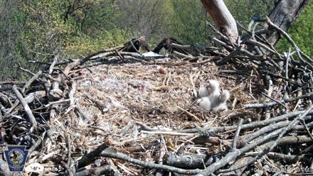 Hanover Eagles Live Cam - Apr 17, 2026, 3:06pm EDT