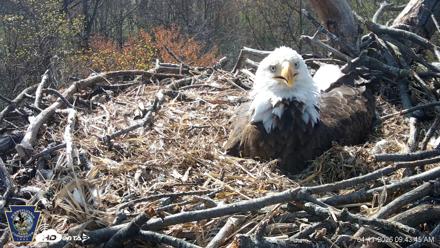 Hanover Eagles Live Cam - Apr 11, 2026, 9:44am EDT