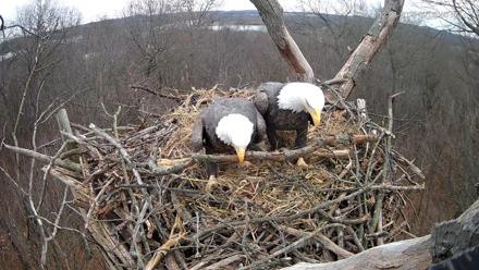 Hanover Eagles Live Cam - Dec 8, 2025, 2:07pm EST