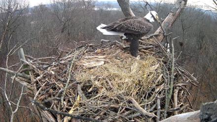 Hanover Eagles Live Cam - Dec 6, 2025, 12:52pm EST