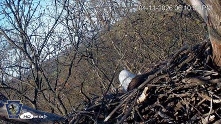 Hanover Eagles Live Cam - Apr 11, 2026, 6:11pm EDT