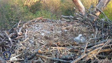 Hanover Eagles Live Cam - Apr 17, 2026, 7:14pm EDT
