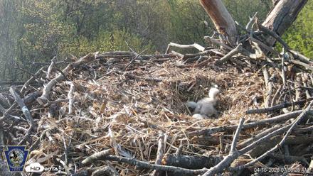 Hanover Eagles Live Cam - Apr 16, 2026, 7:58am EDT