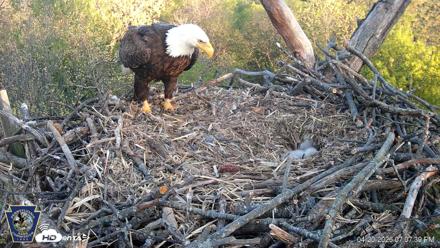 Hanover Eagles Live Cam - Apr 20, 2026, 7:08pm EDT