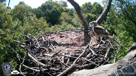 Hanover Eagles Live Cam - May 8, 2026, 10:50am EDT