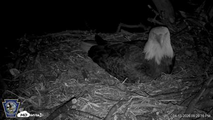 Hanover Eagles Live Cam - Apr 13, 2026, 9:29pm EDT