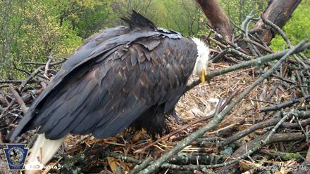 Hanover Eagles Live Cam - Apr 19, 2026, 11:12am EDT