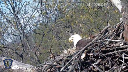 Hanover Eagles Live Cam - Apr 14, 2026, 4:11pm EDT