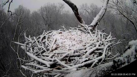 Hanover Eagles Live Cam - Feb 22, 2026, 5:44pm EST