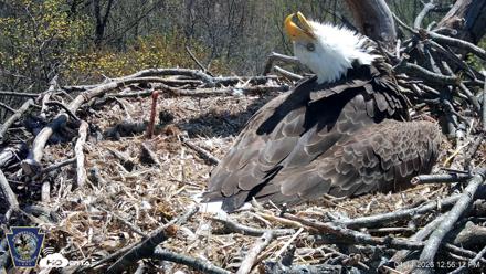Hanover Eagles Live Cam - Apr 14, 2026, 12:57pm EDT