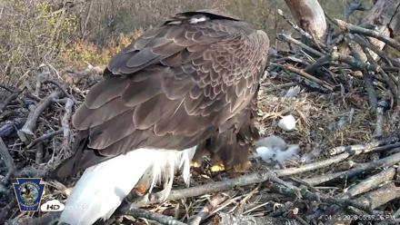 Hanover Eagles Live Cam - Apr 12, 2026, 5:58pm EDT