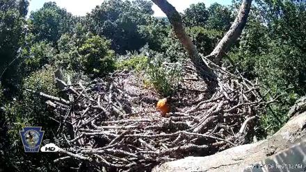 Hanover Eagles Live Cam - Jun 13, 2026, 10:07am EDT