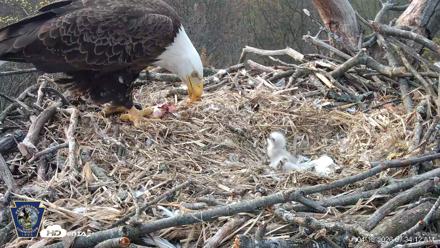 Hanover Eagles Live Cam - Apr 13, 2026, 7:35am EDT
