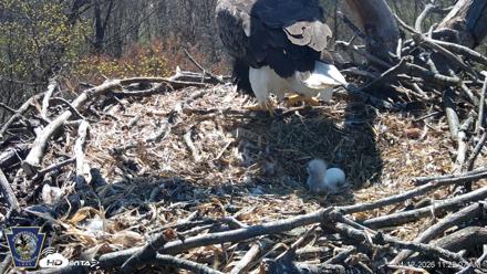 Hanover Eagles Live Cam - Apr 12, 2026, 11:22am EDT