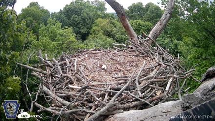 Hanover Eagles Live Cam - May 14, 2026, 3:11pm EDT