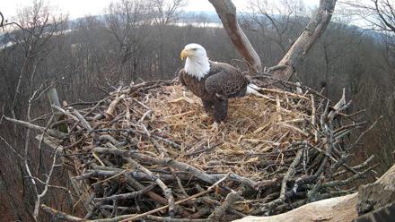 Hanover Eagles Live Cam - Jan 4, 2026, 8:23am EST
