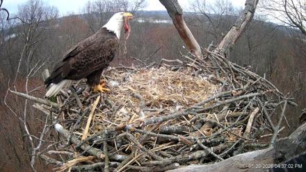 Hanover Eagles Live Cam - Mar 20, 2026, 4:37pm EDT