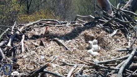 Hanover Eagles Live Cam - Apr 14, 2026, 12:43pm EDT