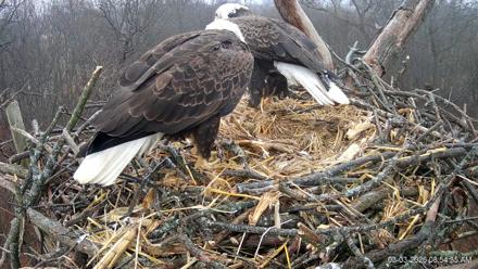 Hanover Eagles Live Cam - Mar 3, 2026, 8:55am EST