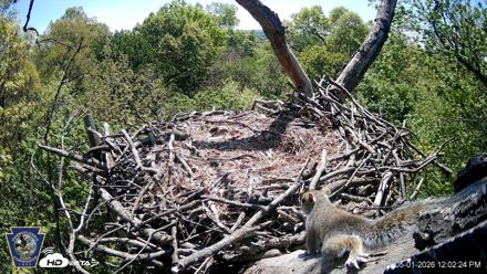 Hanover Eagles Live Cam - May 1, 2026, 12:02pm EDT