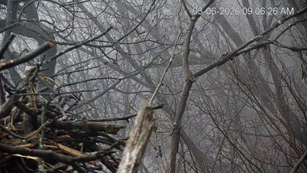 Hanover Eagles Live Cam - Mar 6, 2026, 9:07am EST