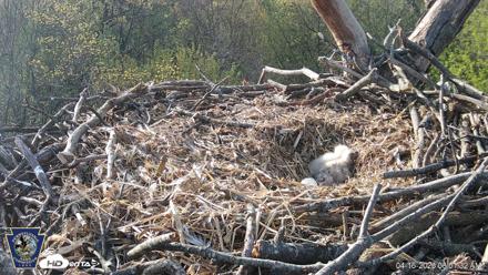 Hanover Eagles Live Cam - Apr 16, 2026, 8:02am EDT