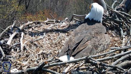 Hanover Eagles Live Cam - Apr 12, 2026, 1:19pm EDT