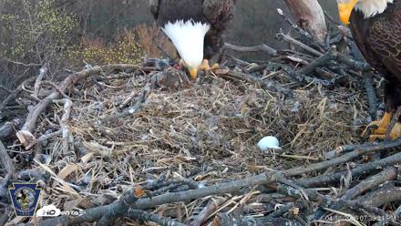 Hanover Eagles Live Cam - Apr 11, 2026, 7:41pm EDT