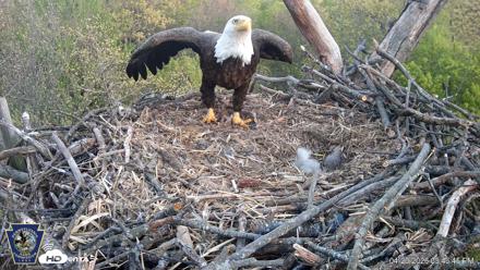 Hanover Eagles Live Cam - Apr 20, 2026, 5:46pm EDT