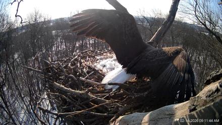 Hanover Eagles Live Cam - Feb 14, 2026, 9:12am EST