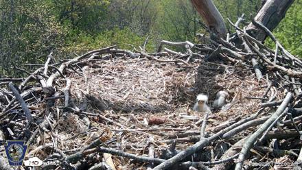 Hanover Eagles Live Cam - Apr 20, 2026, 11:23am EDT