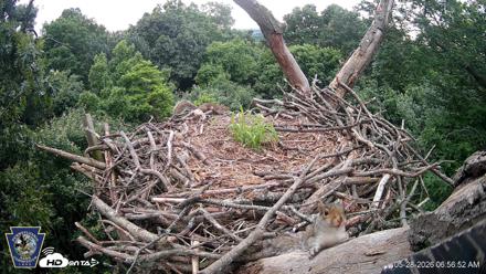 Hanover Eagles Live Cam - May 28, 2026, 6:57am EDT