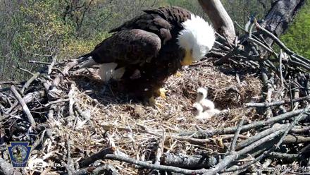 Hanover Eagles Live Cam - Apr 16, 2026, 3:01pm EDT