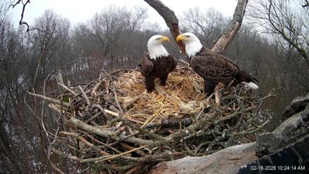 Hanover Eagles Live Cam - Feb 18, 2026, 10:24am EST