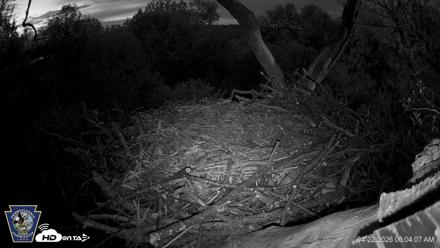 Hanover Eagles Live Cam - Apr 22, 2026, 6:04am EDT