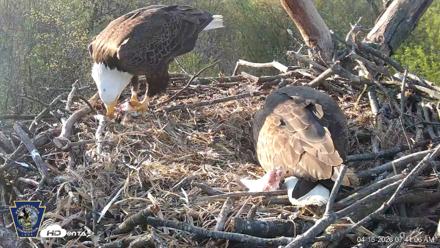 Hanover Eagles Live Cam - Apr 16, 2026, 7:41am EDT
