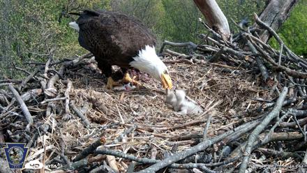 Hanover Eagles Live Cam - Apr 19, 2026, 3:35pm EDT