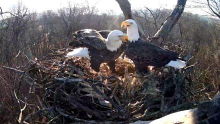 Hanover Eagles Live Cam - Dec 22, 2025, 8:58am EST