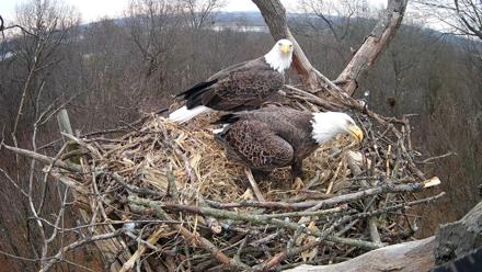Hanover Eagles Live Cam - Dec 10, 2025, 10:11am EST