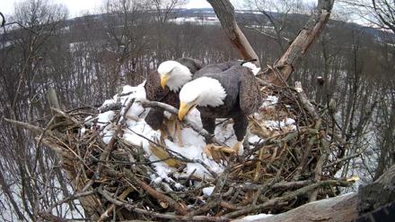Hanover Eagles Live Cam - Dec 15, 2025, 12:16pm EST